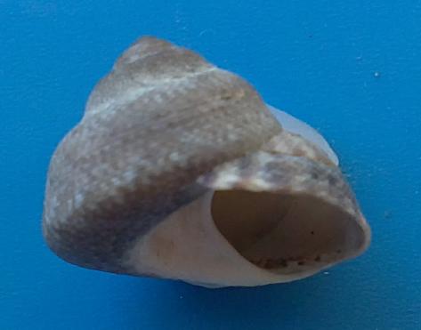 Gibbula adriatica?